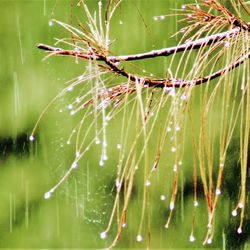 Close-up of spider web on plant