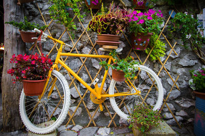 Potted plants on bicycle