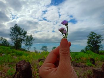 Cropped hand holding red flowering plant against sky