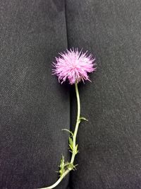 Close-up of purple flowering plant