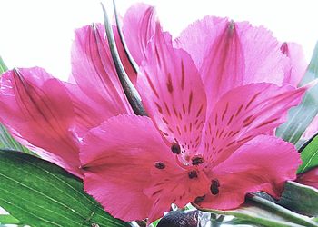 Close-up of pink flowers
