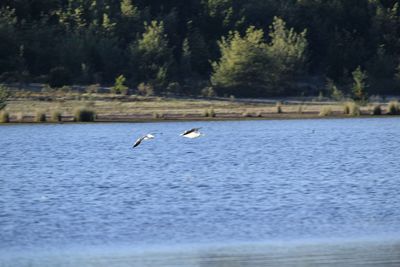 Birds flying over lake