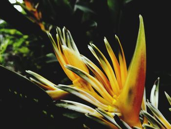 Close-up of yellow flower