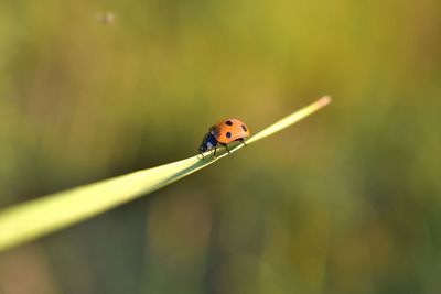 Beetle macro