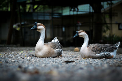 Geese couple