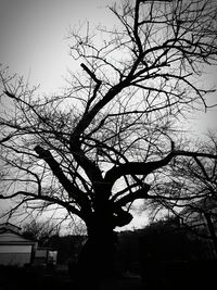 Low angle view of bare tree against sky