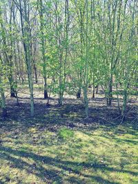 Trees on field in forest