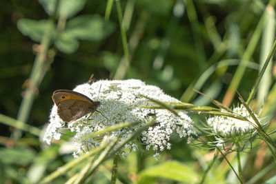 Close-up of butterfly pollinating on flower