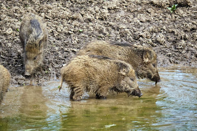 High angle view of sheep drinking water in lake