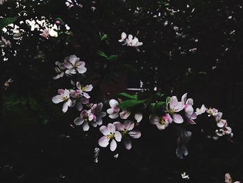 Close-up of flowers blooming on tree