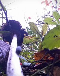 Low angle view of lizard on tree against sky