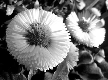 Close-up of flowers