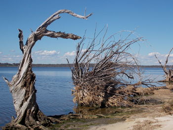 Driftwood on beach against sky