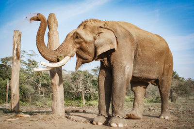 Elephant standing on landscape against sky