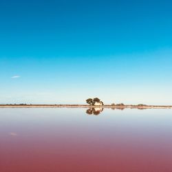 Scenic view of pink lake against clear blue sky