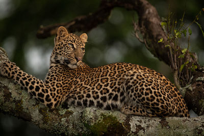 Leopard lying on lichen-covered branch looks back