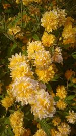 Close-up of yellow flower