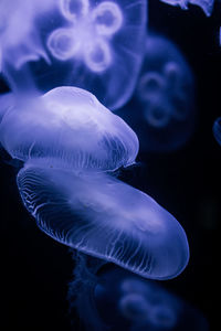 Close-up of jellyfish swimming in sea