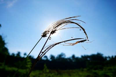 Close-up of plant against blurred background