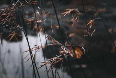 Close-up of dried plant