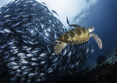 Turtle swimming by school of fish undersea