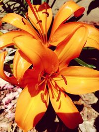 Close-up of day lily blooming outdoors