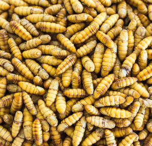 Close-up of roasted for sale in market