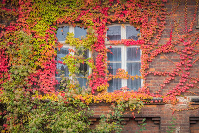 Ivy growing on wall of building