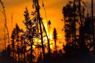 Silhouette of trees during sunset