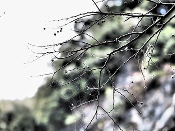 Close-up of spider web on plant
