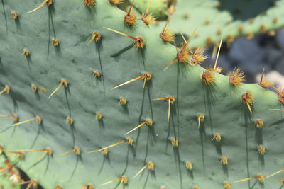 Close-up of cactus plant