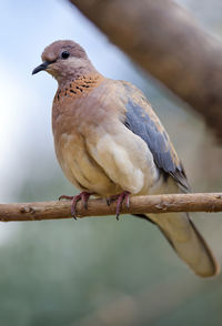 Close-up of bird perching on branch