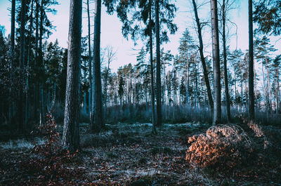 Trees on field in forest against sky