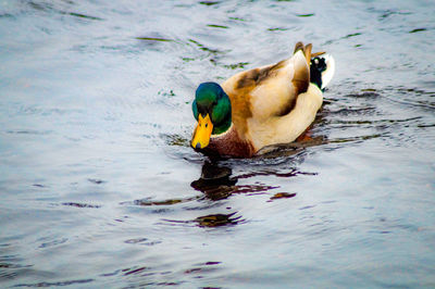 Duck swimming in a lake