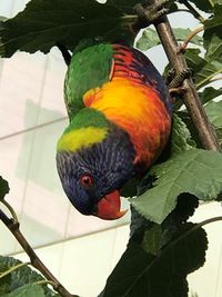 Close-up of parrot perching on branch