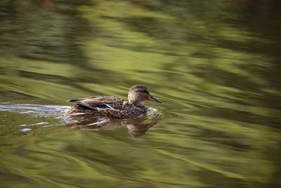 Duck swimming in a lake