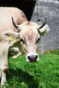 Portrait of cow on field