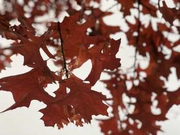 Close-up of maple leaves on tree