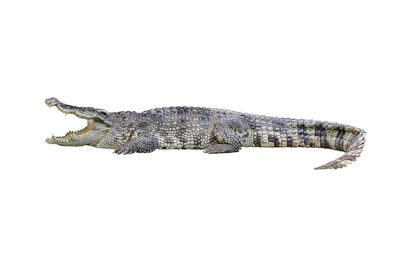 High angle view of lizard on white background