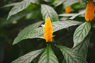 Close-up of yellow flower on leaf