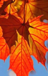 Full frame shot of orange leaves