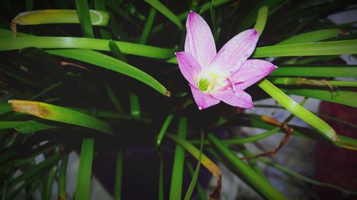 Close-up of flower blooming outdoors