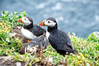 View of birds on land