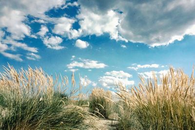 Plants growing on field against sky