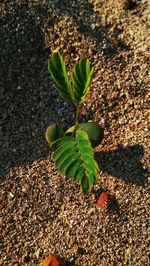 Close-up of young plant