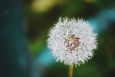 Close-up of dandelion against blurred background