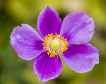 Close-up of purple flower