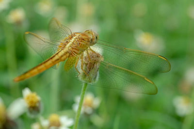 Close-up of dragonfly on plant