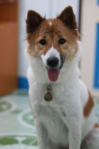 Portrait of dog at home