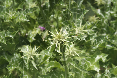 Close-up of thistle on plant